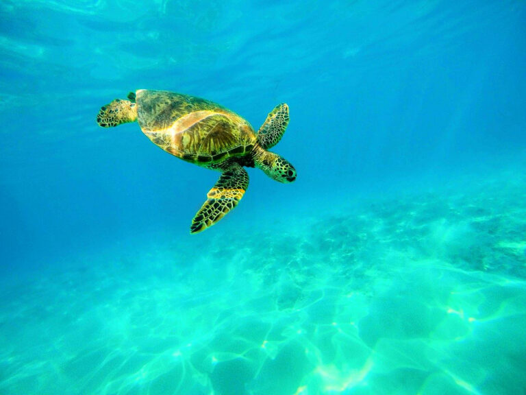 doen op curacao tips