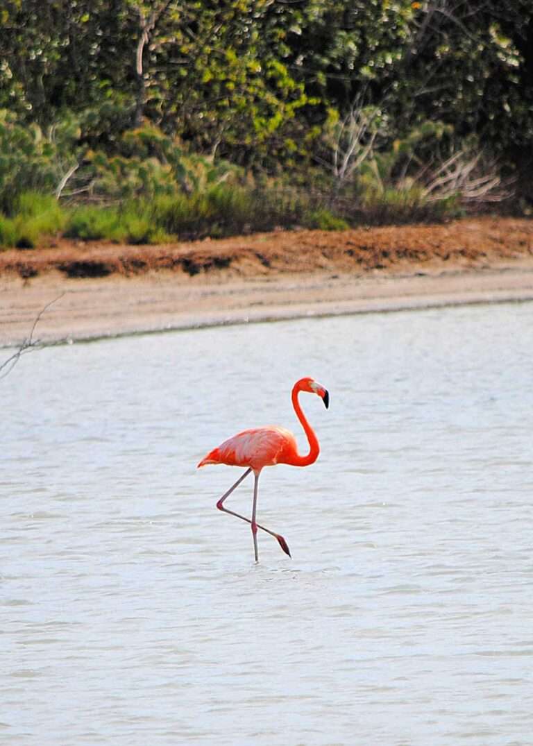 wat te doen op curacao flamingo's spotten