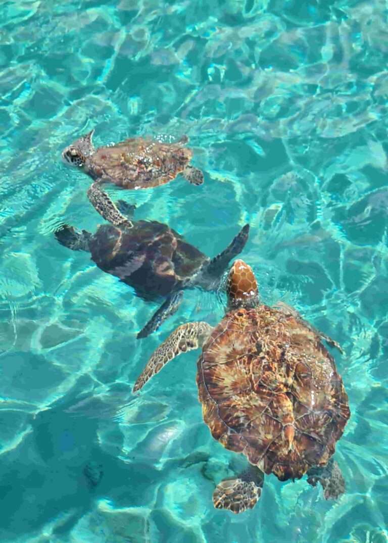 Doen op Curacao schildpadden